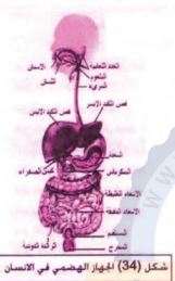 الجهاز الهضمي